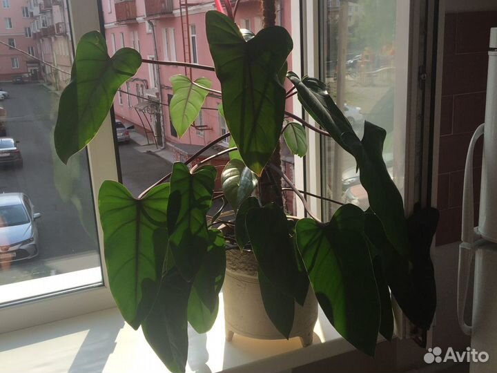 Филолендрон