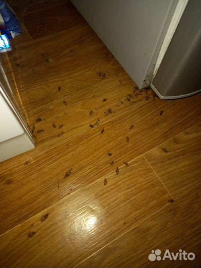 Уничтожение тараканов, клопов, муравьев, блох, ос