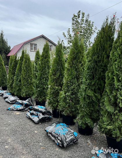 Туя с доставкой с полей