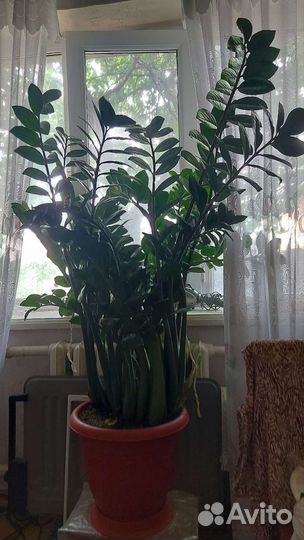 Замиокулькас