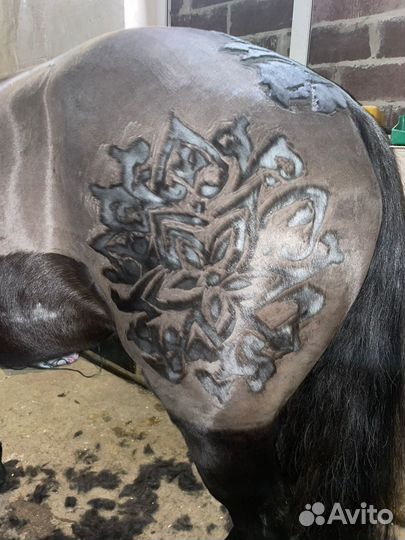 Стрижка лошадей, пони, ослов