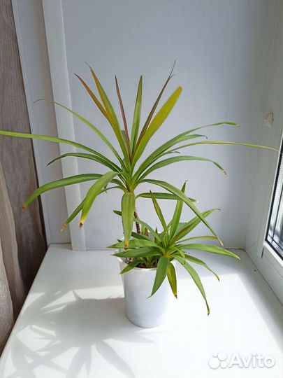 Пальма Кордилина