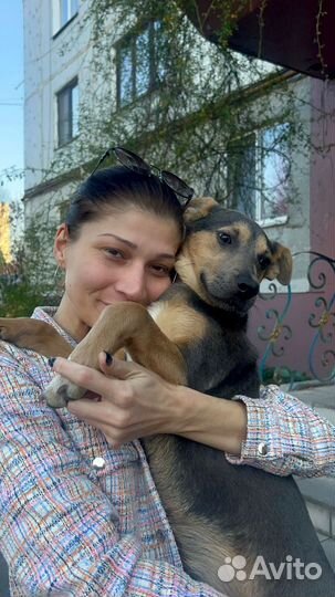 Собака в добрые руки отдам бесплатно