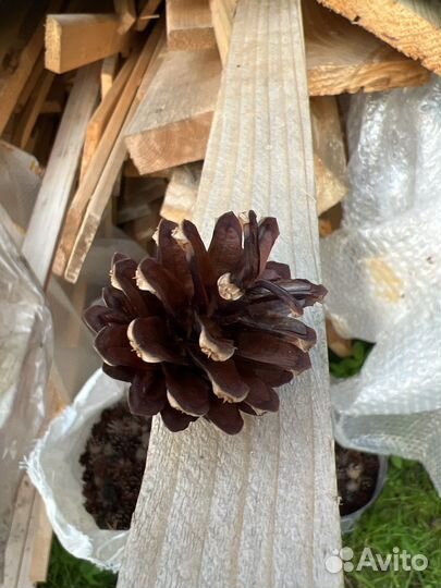 Шишки сосновые