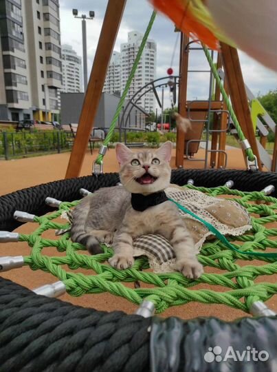 Очаровательный котенок Ксерокс ищет семью