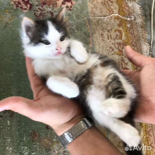 Кошки в добрые руки даром