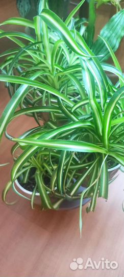 Хлорофитум кудрявый