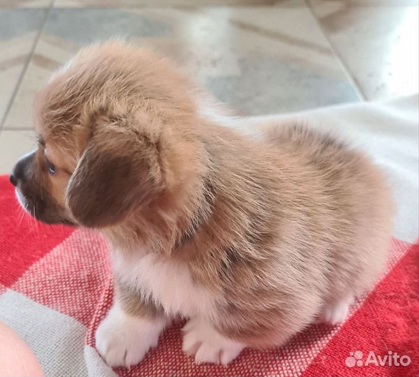 Щенки вельш-корги пемброк