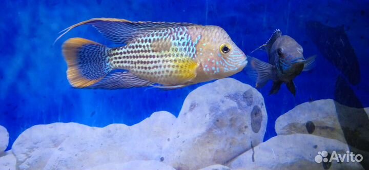 Рыбки, в ассортименте, возможен опт и доставка