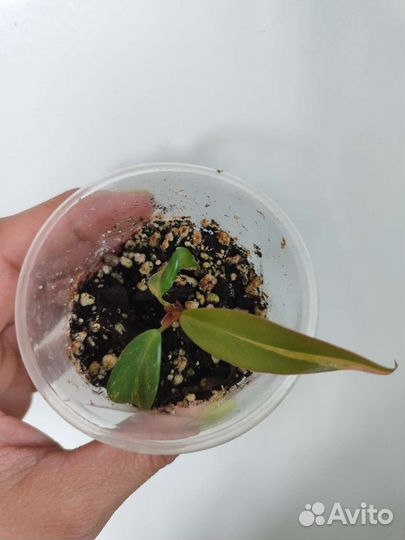 Филодендрон Ред эмеральд вариегатный