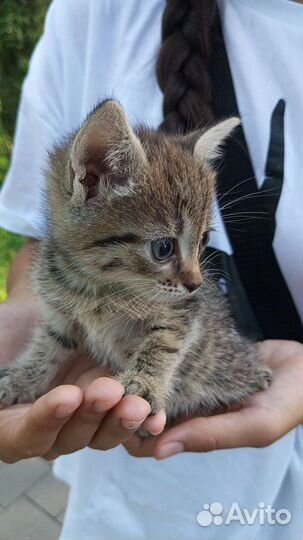 Котенок мальчик серый