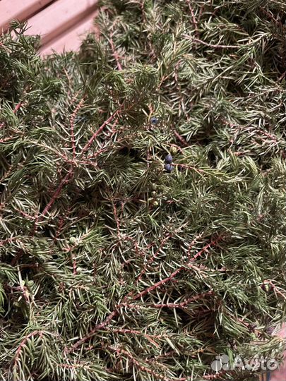 Банные веники