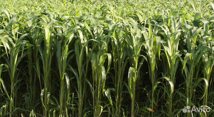 Продам суданку