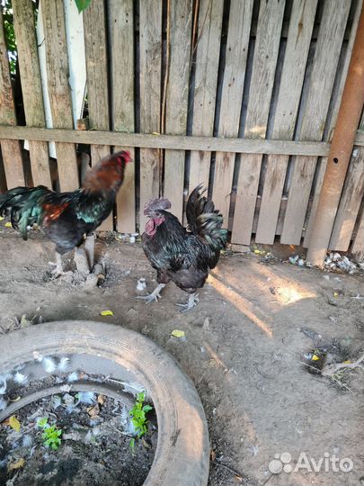 Петухи амеракуана и ухейелюй