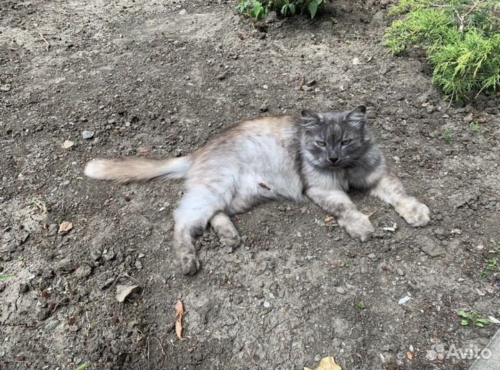 Кот в добрые руки