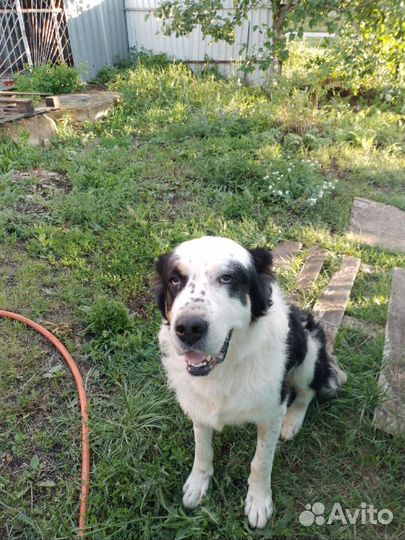 Собака алабай