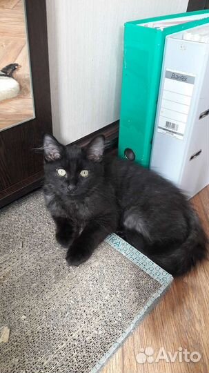 Котенок мальчик в добрые руки