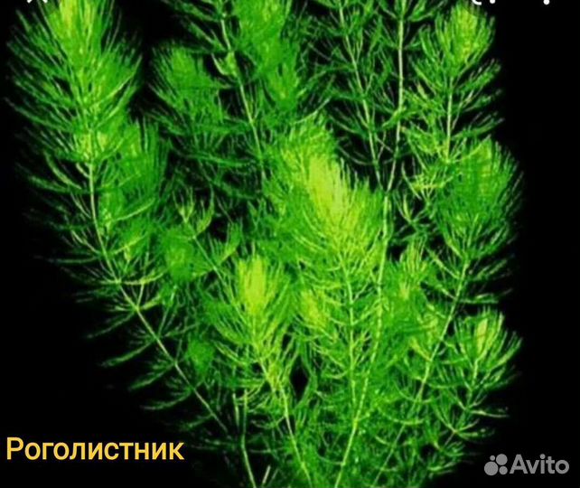 Растения,грунт и грот для аквариума