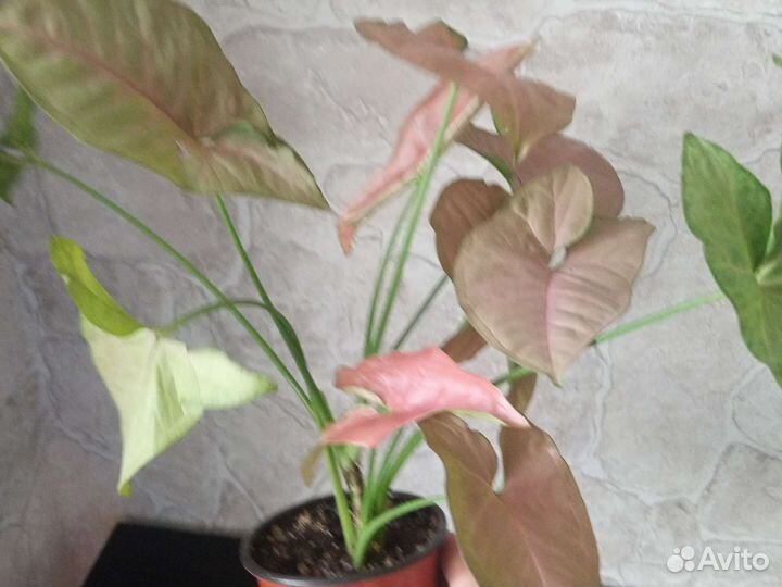 Сингониумы сортовые обмен