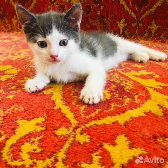 Котята отдам в добрые руки бесплатно