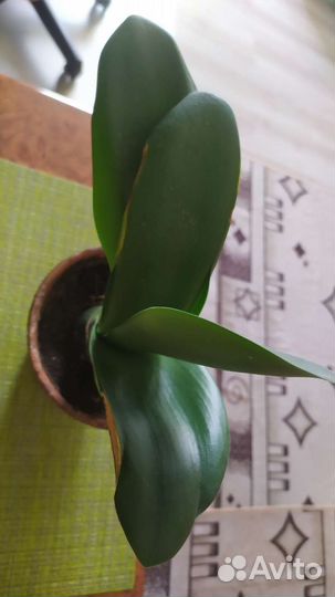 Гемантус белоцветковый