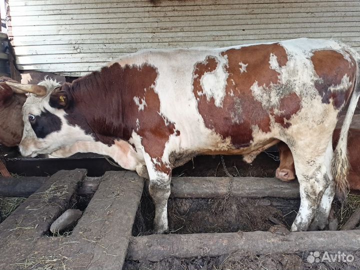 Бычки на мясо