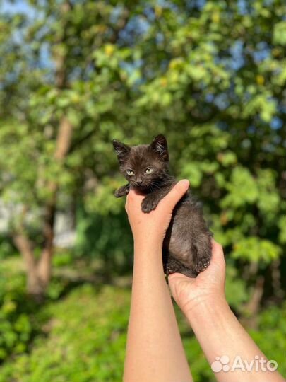 Черный котенок в добрые руки