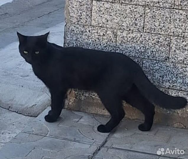 Кот в добрые руки