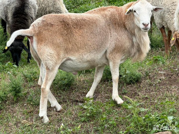 Катумские бараны