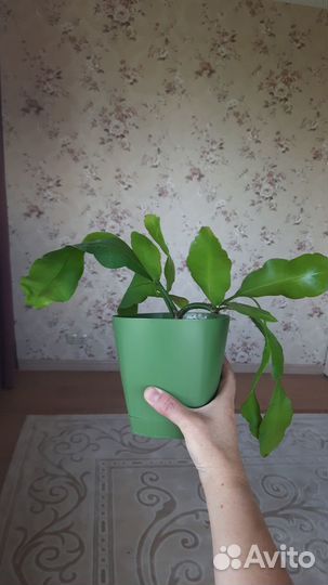 Эпифилумы рыбья кость, марниера