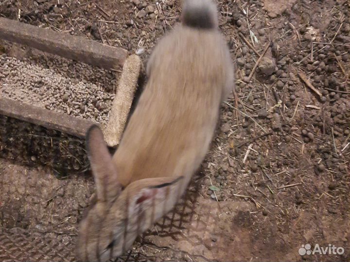 Калифорнийские кролики