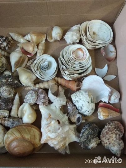Большой набор ракушек для интерьера или творчества