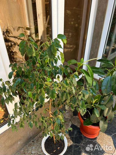 Большие цветы