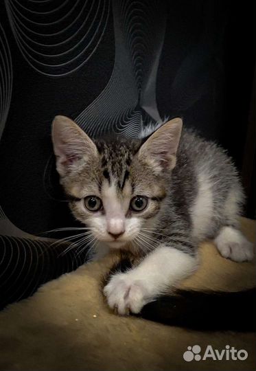 Котята бесплатно
