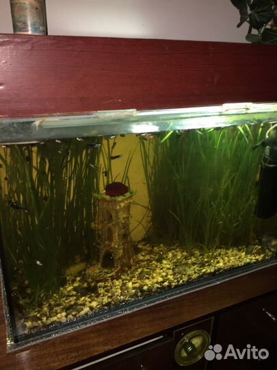 Аквариум