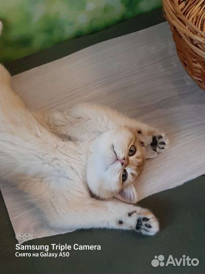 Золотой британский кот с документами