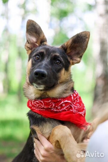 Джун щенок метис овчарки из приюта