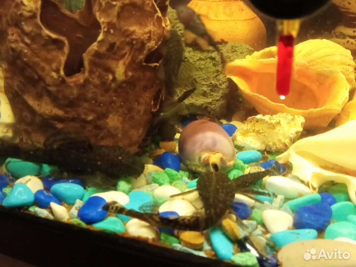 Сомики анциструсы