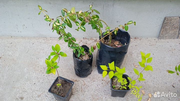 Бересклет, спирея, айва, гортензия