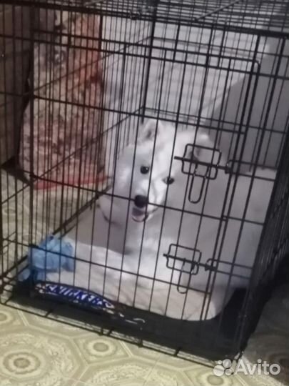 Клетка для собак больших пород