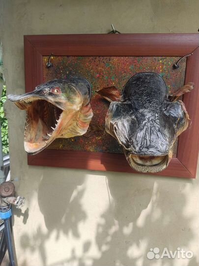 Чучело щуки и сома