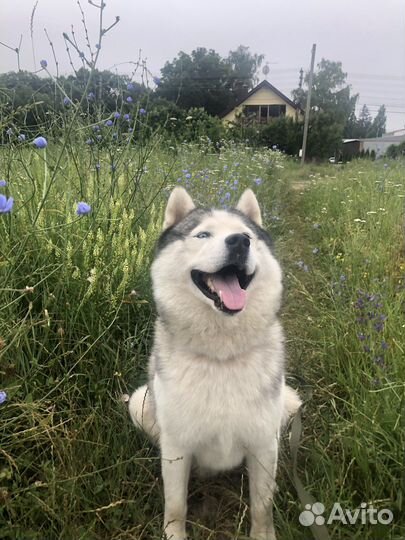 Ищем хозяев красавчику (хаски)
