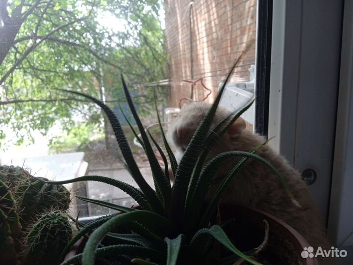 Крыса, Дамбо, Рекс, фавн. В поисках любви