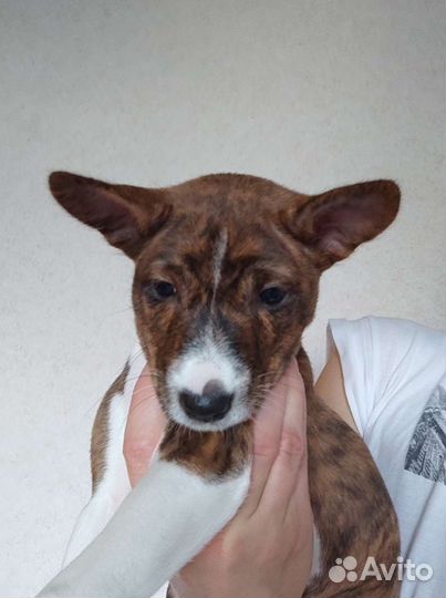 Передержка собак