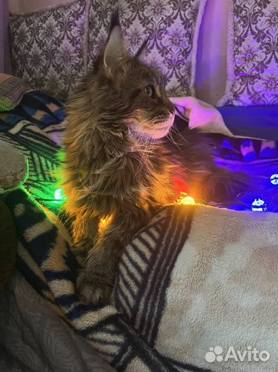 Узи на дом. Ветеринар на дом