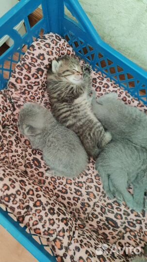 Британские котята