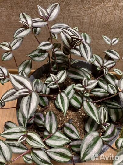 Традесканции