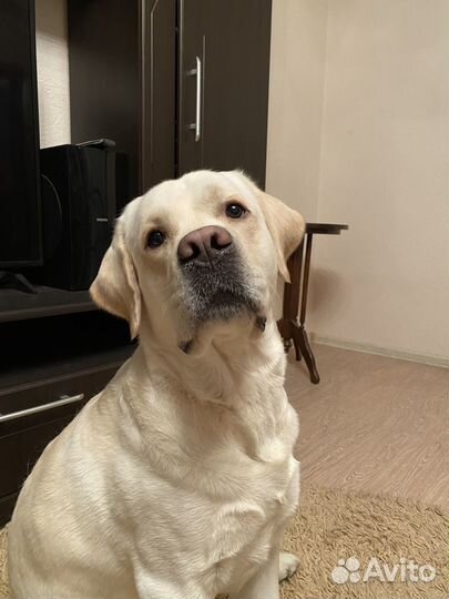 Кобель лабрадора вязка