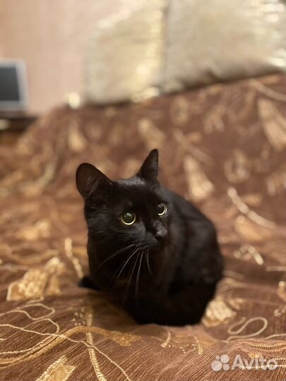 Прекрасный Пегас