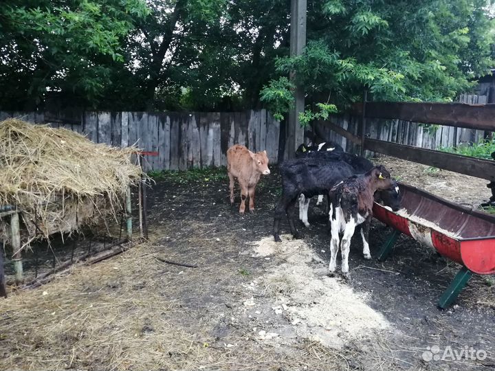 Продам телят